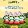 Paket 4 Ekor Ayam Negeri Probiotik Jumbo